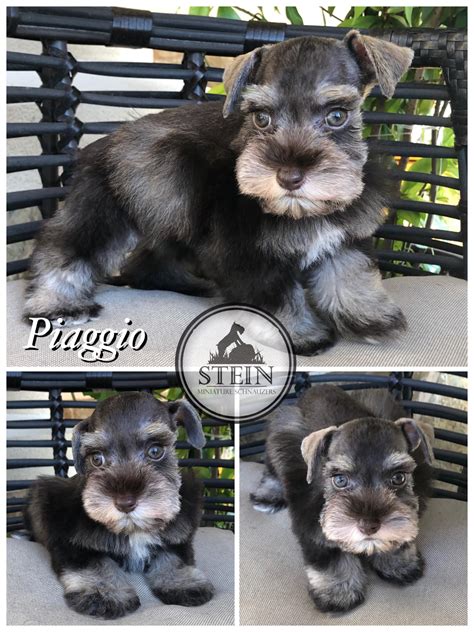 Handsome Piaggio Liver... - Stein Miniature Schnauzers