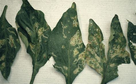 Chilli Pepper Diseases And Pests Description Uses Propagation