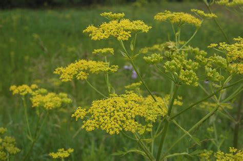 10 common north american weeds. The Ripple Effect: Wild Parsnip and its Look-Alike: Golden ...