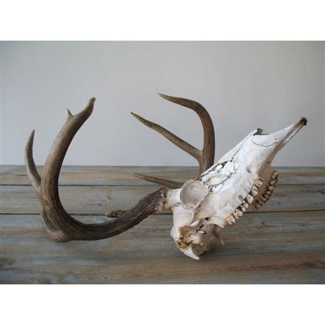Deer Skull With Antlers And Jaw Bone Chairish