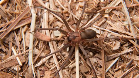 Brown Recluse One Way Pest Control