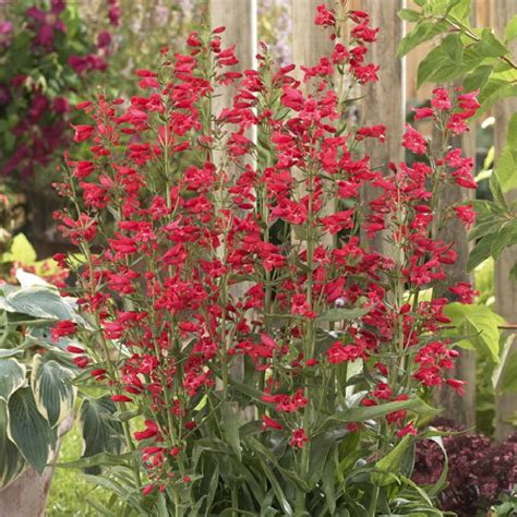Tall Plant With Small Red Flowers How To Do Thing
