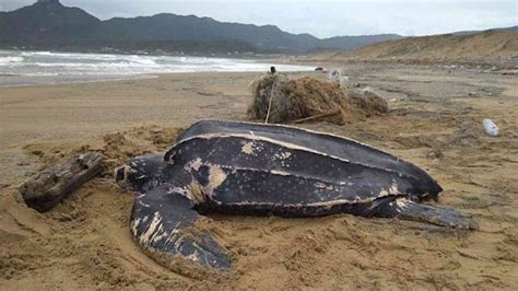 Live Leatherback Turtle Found Stranded On Beach Entangled In Fishing