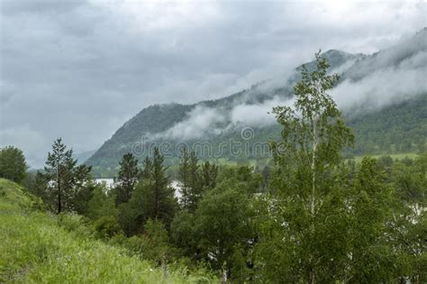 Altai Mountain River Stock Photo Image Of Summer Pine 73598244