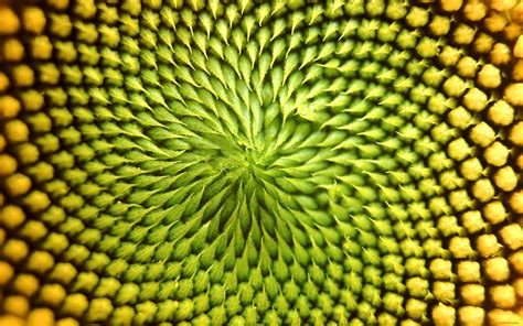 Fibonacci Wallpapers Wallpaper Cave