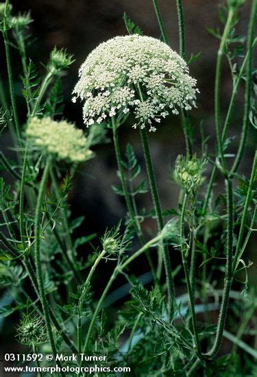 Daucus Carota Queen Anne S Lace Wildflowers Of The Pacific Northwest