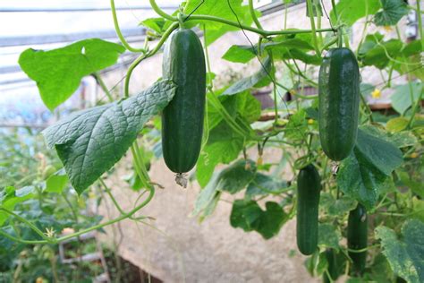 How To Grow Cucumbers Thompson And Morgan