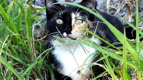 Tnr For Feral Cats The Cat Bandit Blog