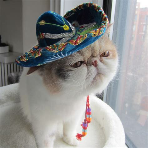 Sombrero Kitty Funny Pet Costumes Cats Cat Hat