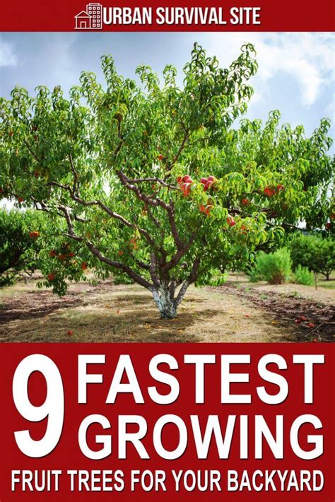 9 Fastest Growing Fruit Trees For Your Backyard Growing Fruit Trees