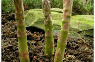 Ich hatte spargel im garten und obwohl es bei uns viele wühlmäuse gibt, haben sie einen winter feb 2017, 09:53. Wie Spargel in Ihrem Hinterhof-Garten zu pflanzen - İdeen ...