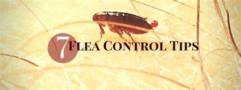 7 Flea Control Tips Nontoxic · All Around The House