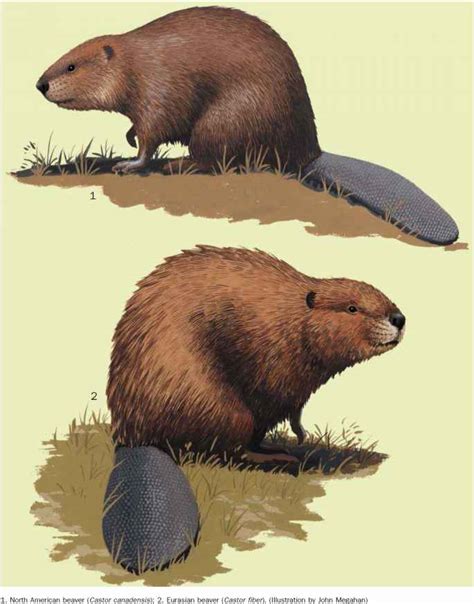 Beavers Mammals Guws Medical