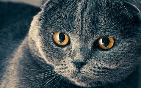 Download Wallpapers British Shorthair 4k Muzzle Yellow Eyes