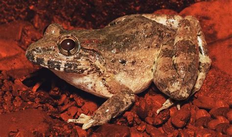 Distinguishing Philippine Frogs By Ear Asian Scientist Magazine