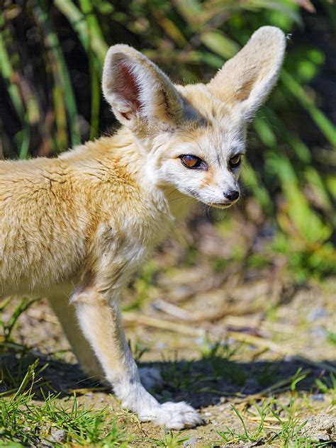 Fennec Fox Cute Animal Grass Hd Phone Wallpaper Peakpx