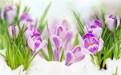 Good Morning Beautiful Purple Crocuses Spring Flowers