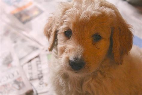 What do i need for my new puppy? GOLDENDOODLES OF COLORADO: Winter 2014 Puppies