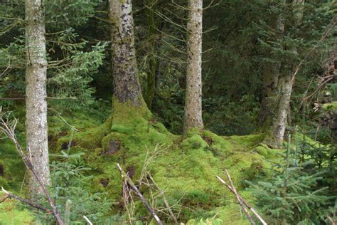 Mossy Forest © N Chadwick Geograph Ireland