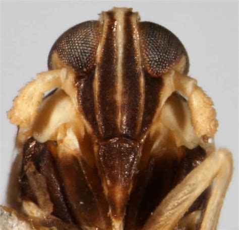 Genus Tagosodes Asche and Wilson, 1990 | Planthoppers of North America