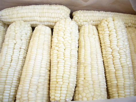 Frozen Waxy Corn Cob Tradekorea