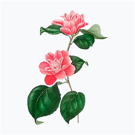 Pink Camellia Rose Flower Vector Premium Image By
