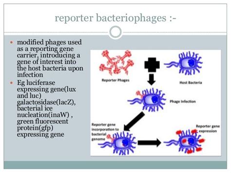 Bacteriophage Therapy For Antimicrobial Resistant And Biofilm Forming
