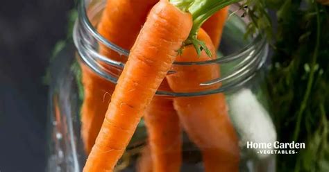 Storing Carrots Guide Storing Carrots In Mason Jars Home Garden