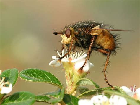 Maycintadamayantixibb Bugs That Look Like A Bee
