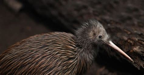 10 Incredible Kiwi Facts A Z Animals