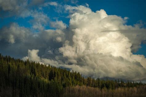 Cumulus Clouds Over The Boreal Forest Stock Image Image Of Birch