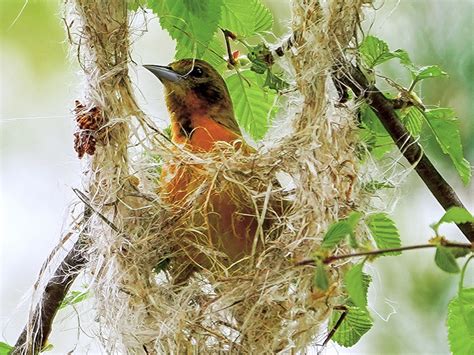 The Female Oriole Weaves A Nest Birdnote