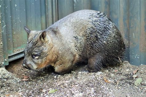 Southern Hairy Nosed Wombat Lasiorhinus Latifrons Zoochat