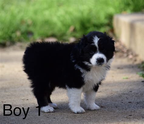 Genetic testing, vet checked dogs, facilities & puppies. Miniature Australian Shepherd Puppies For Sale | Kemp, TX ...