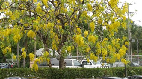 Cassia Fistula Golden Shower Tree Plantinfo
