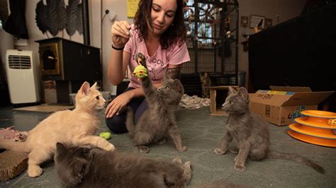 13 Tips For Fostering Kittens Best Friends Animal Society