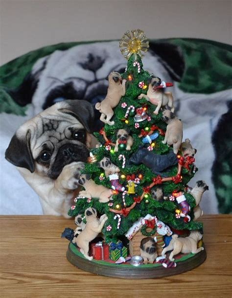Pin By Almási Anikó On Pug Pug Christmas Pugs Cute Pugs