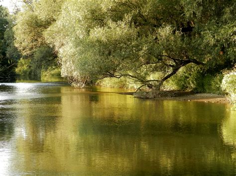 Wallpaper Reflection Waterway River Body Of Water Bank Tree