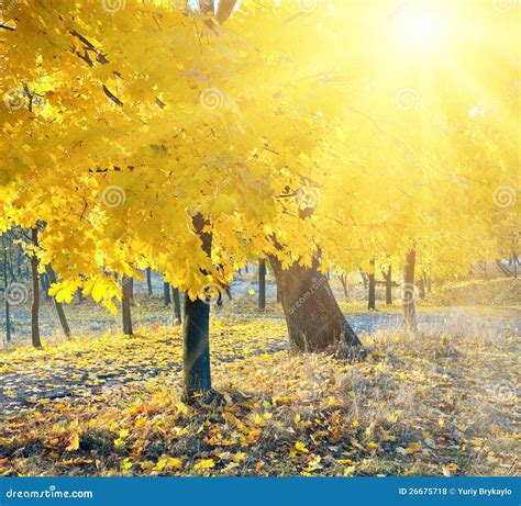 Autumn Maple Trees In Park Stock Photo Image Of Sunshine 26675718