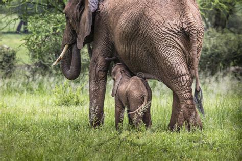Mother And Baby African Elephants Walking In Savannah In