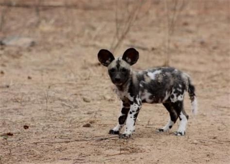 Cute drawing of african wild dog puppy. This cute pup is an African Wild Dog. They are currently ...
