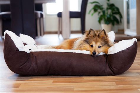From pillows and door handles to table lamps and garden decorations, cute dogs come into modern homes and make us smile. Pet Decor Ideas for Your Home - Lombardo Homes