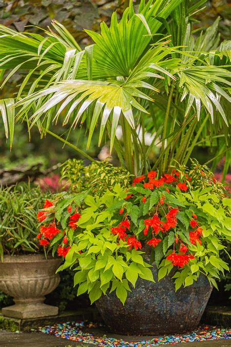 No Fail Tropical Container Garden Combinations Plants Around Pool