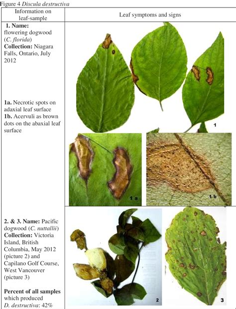 Dogwood Anthracnose Caused By Discula Destructiva On Cornus Spp In