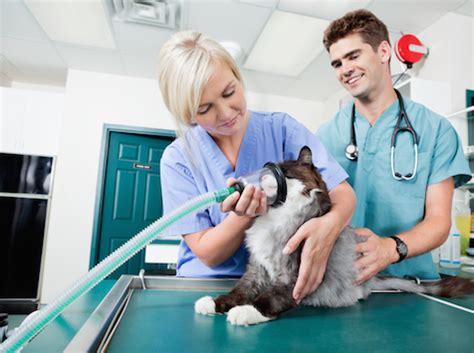 Our veterinarian reveals why the payoff for your pet is well worth any extra work. Treating Breathing Difficulties in Cats | What Causes ...