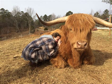Highland Cows Are Newest Trend As Pets In The Us The Sunday Post