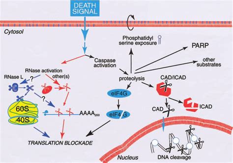 schematic diagram summarizing the intracellular effects of apoptotic download scientific