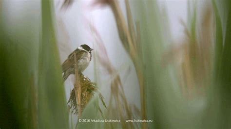 Potrzos Reed Bunting Emberiza Schoeniclus 2016 Youtube