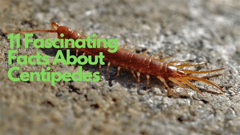 Centipede Facts 11 Insights Excel Pest Services