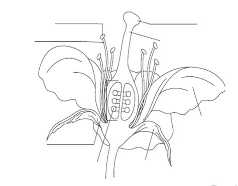 Male Reproductive Organs Flower Diagram Quizlet